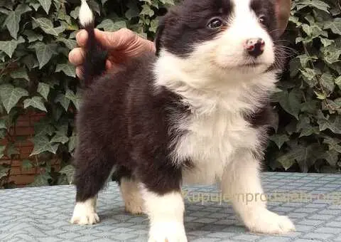 BORDER COLLI top stenad - 3/5