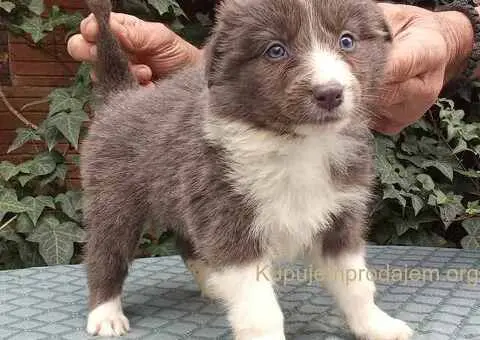 BORDER COLLI top stenad - 4/5