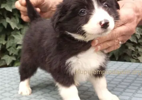 BORDER COLLI top stenad - 5/5