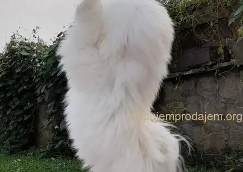 Coton de Tulear (Tulearski pas) štenci - 3/5
