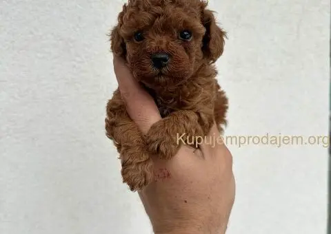 Toy crvene pudle! - 3/5