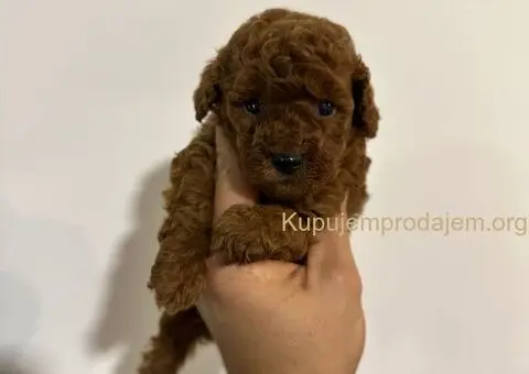 Toy crvene pudle! - 5/5