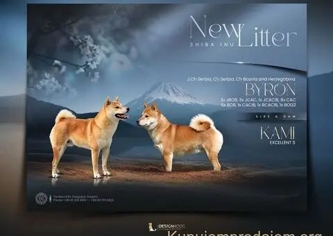 Šampionsko leglo Shiba inu - 1/5