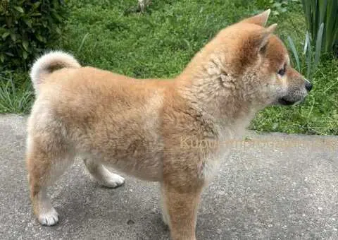Šampionsko leglo Shiba inu - 2/5