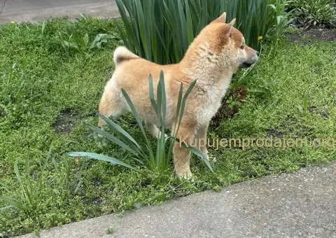 Šampionsko leglo Shiba inu - 3/5