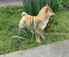 Šampionsko leglo Shiba inu