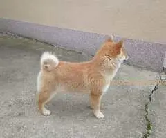 Šampionsko leglo Shiba inu