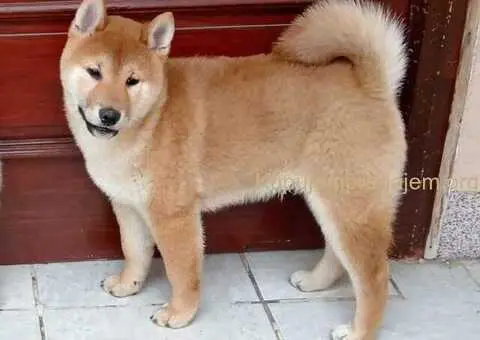 Šampionsko leglo Shiba inu - 5/5
