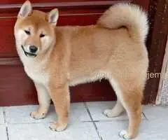 Šampionsko leglo Shiba inu