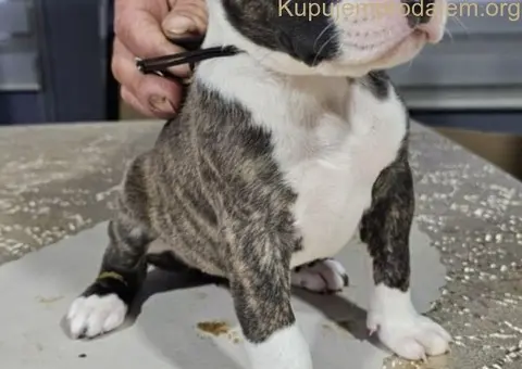 Pit blue nose stenci - 1/4