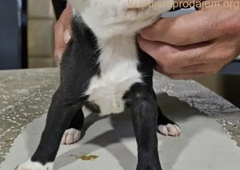 Pit blue nose stenci - 2/4