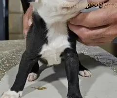 Pit blue nose stenci