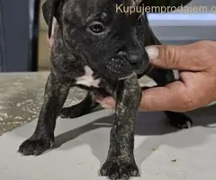 Pit blue nose stenci