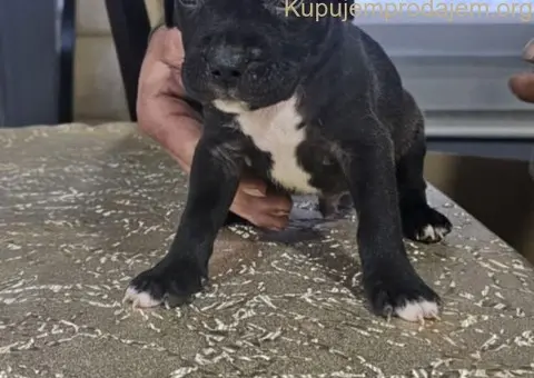 Pit blue nose stenci - 4/4