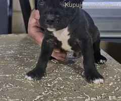 Pit blue nose stenci