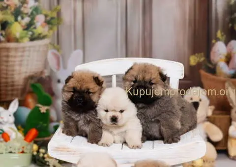 CHOW CHOW stenci - 1/10