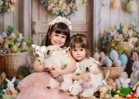 CHOW CHOW stenci - 2/10