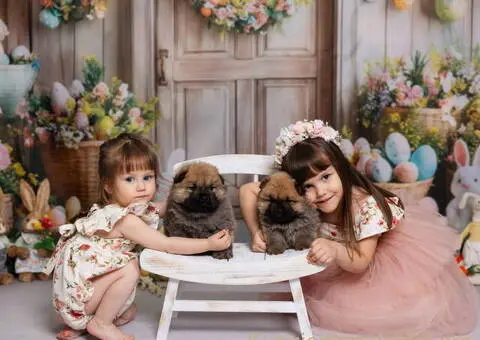 CHOW CHOW stenci - 4/10