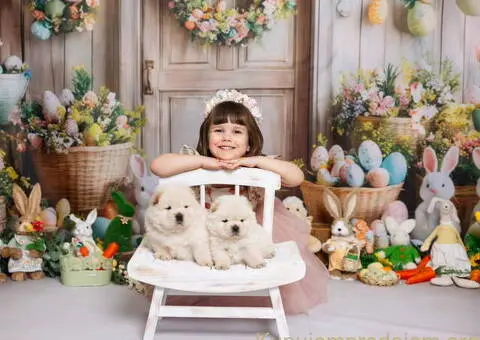 CHOW CHOW stenci - 5/10