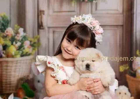 CHOW CHOW stenci - 6/10