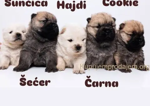 CHOW CHOW stenci - 7/10