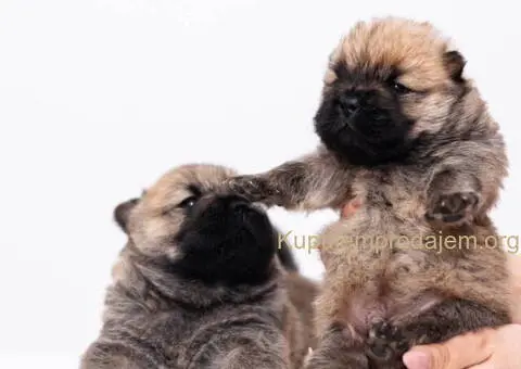 CHOW CHOW stenci - 8/10