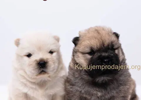 CHOW CHOW stenci - 9/10