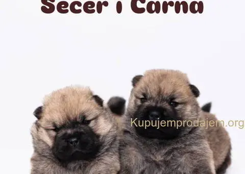 CHOW CHOW stenci - 10/10