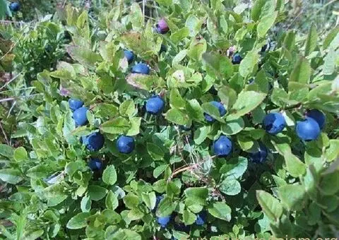 SADNICE SUMSKE BOROVNICE - 1/5