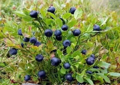 SADNICE SUMSKE BOROVNICE - 2/5