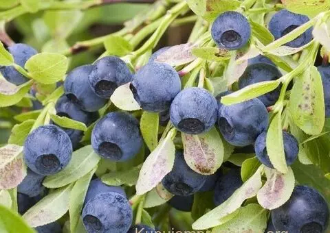 SADNICE SUMSKE BOROVNICE - 3/5