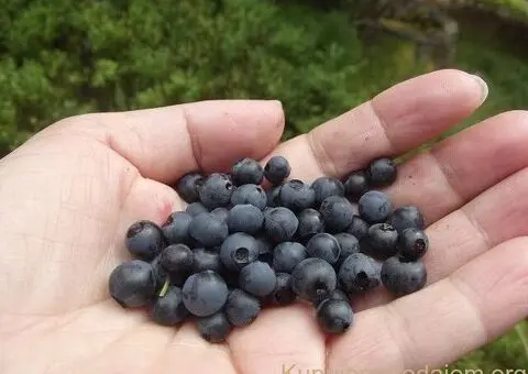 SADNICE SUMSKE BOROVNICE - 4/5