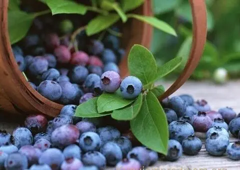 SADNICE SUMSKE BOROVNICE - 5/5