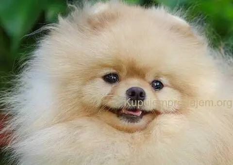 Dostupan za parenje !