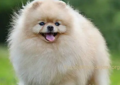 Dostupan za parenje ! - 2/2