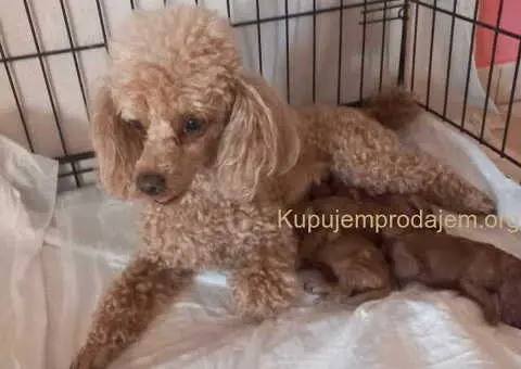 Toy PUDLE, rezervacija stenaca - 1/14