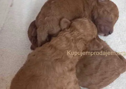 Toy PUDLE, rezervacija stenaca - 2/14