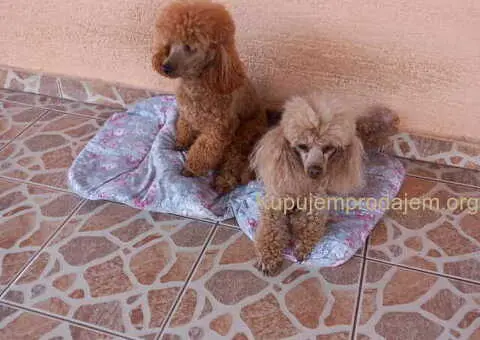 Toy PUDLE, rezervacija stenaca - 3/14