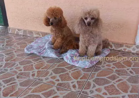 Toy PUDLE, rezervacija stenaca - 4/14