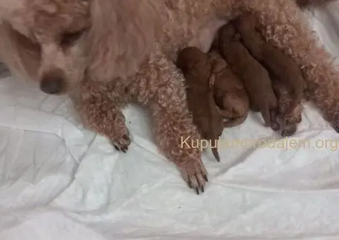 Toy PUDLE, rezervacija stenaca - 5/14