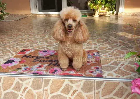 Toy PUDLE, rezervacija stenaca - 6/14