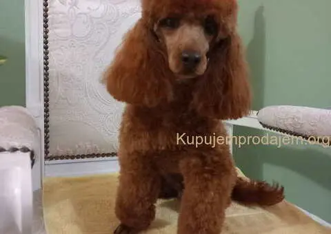 Toy PUDLE, rezervacija stenaca - 7/14