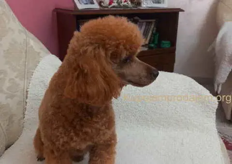 Toy PUDLE, rezervacija stenaca - 8/14