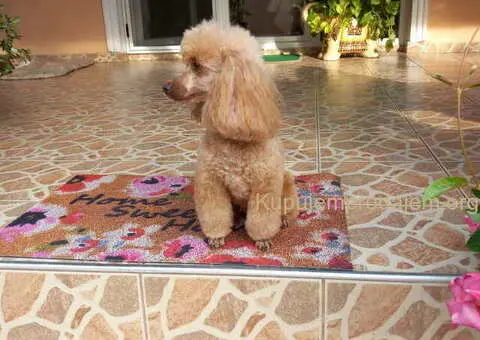 Toy PUDLE, rezervacija stenaca - 9/14