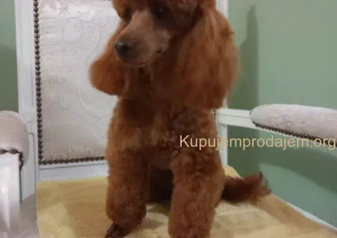 Toy PUDLE, rezervacija stenaca - 11/14