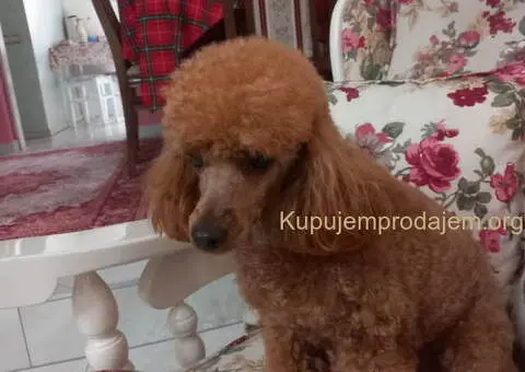 Toy PUDLE, rezervacija stenaca - 12/14