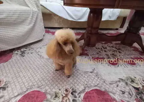 Toy PUDLE, rezervacija stenaca - 13/14