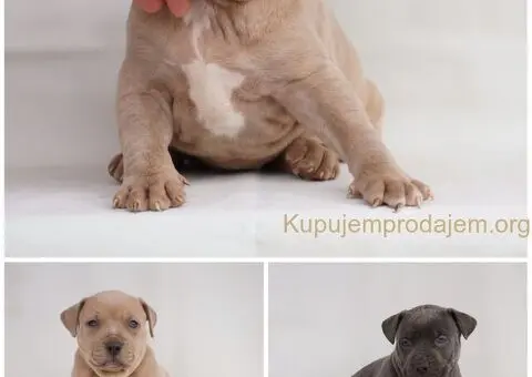 Exotic pit bull stenci na prodaju - 1/5