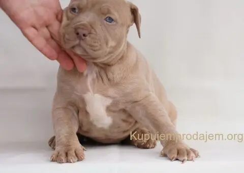 Exotic pit bull stenci na prodaju - 2/5