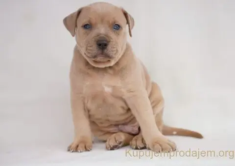 Exotic pit bull stenci na prodaju - 3/5